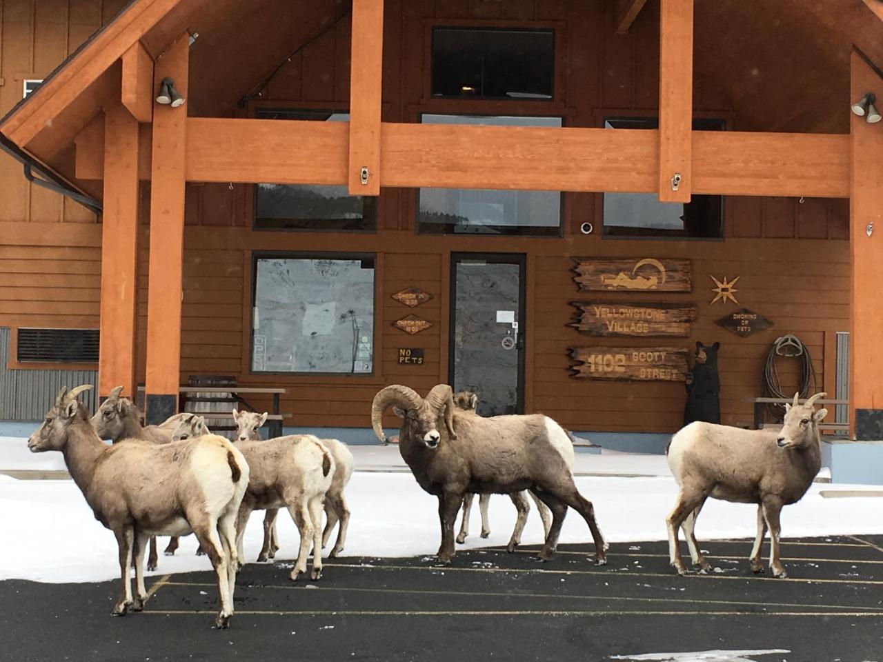 Yellowstone Village Inn And Suites ガーディナー エクステリア 写真